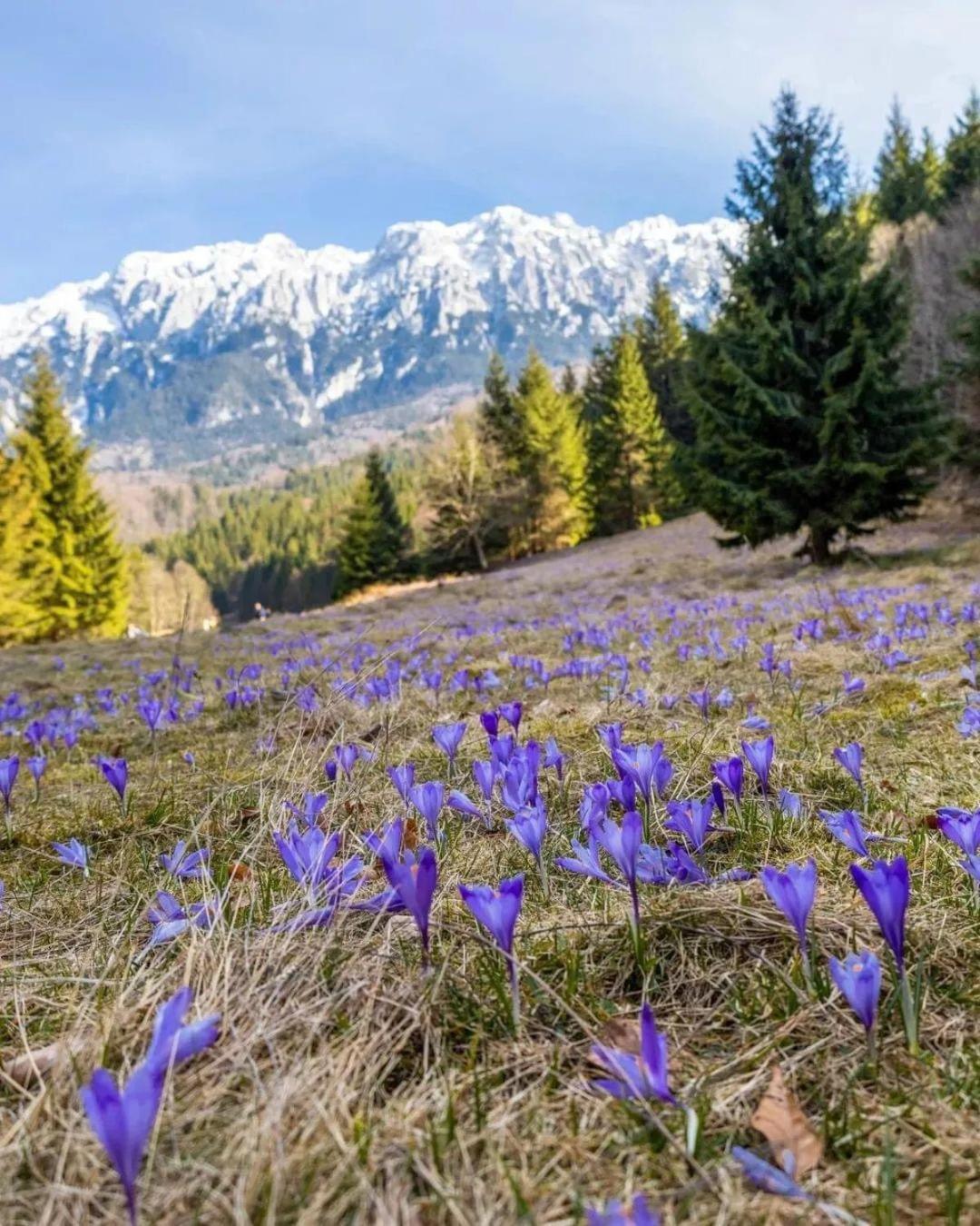 Cazare Zorilor Zărneşti Habitación foto